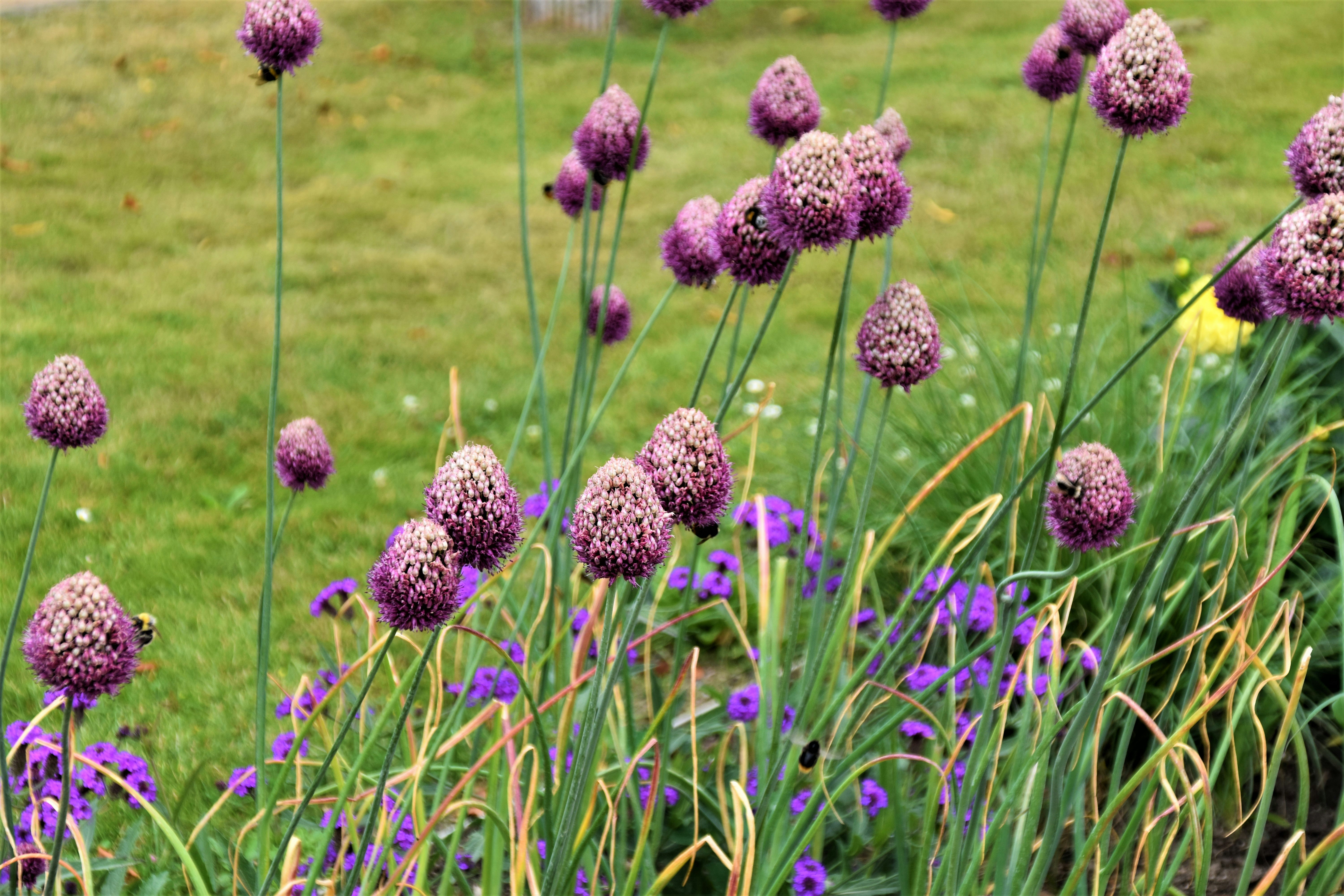 purple-petaled flowers